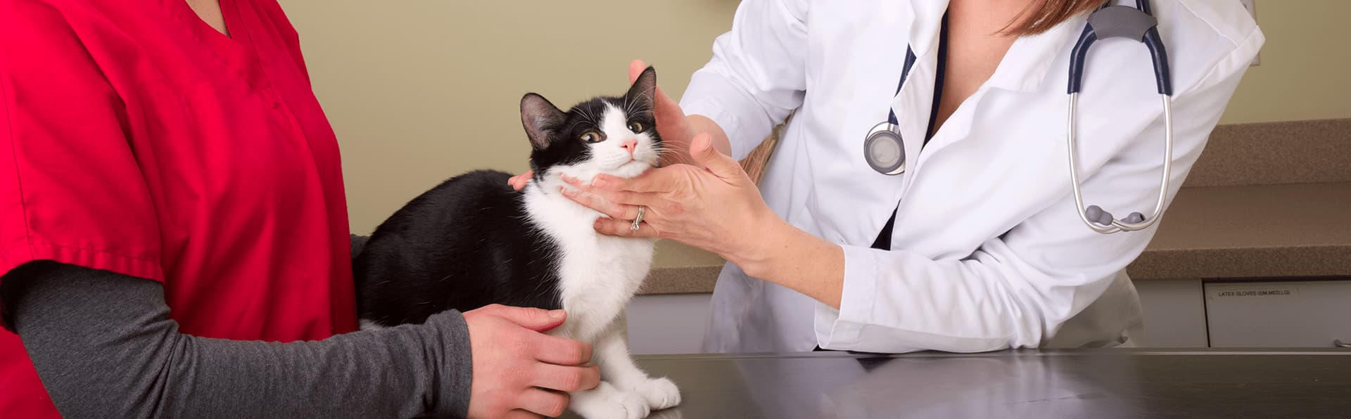 Vetenarian examining cat