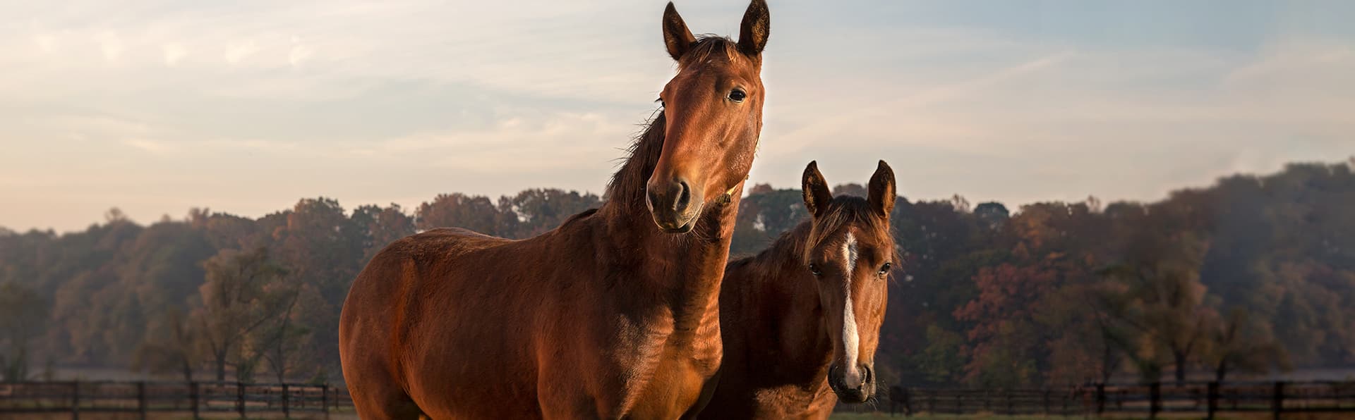 Two horses standing with forest behind them - Zoetis