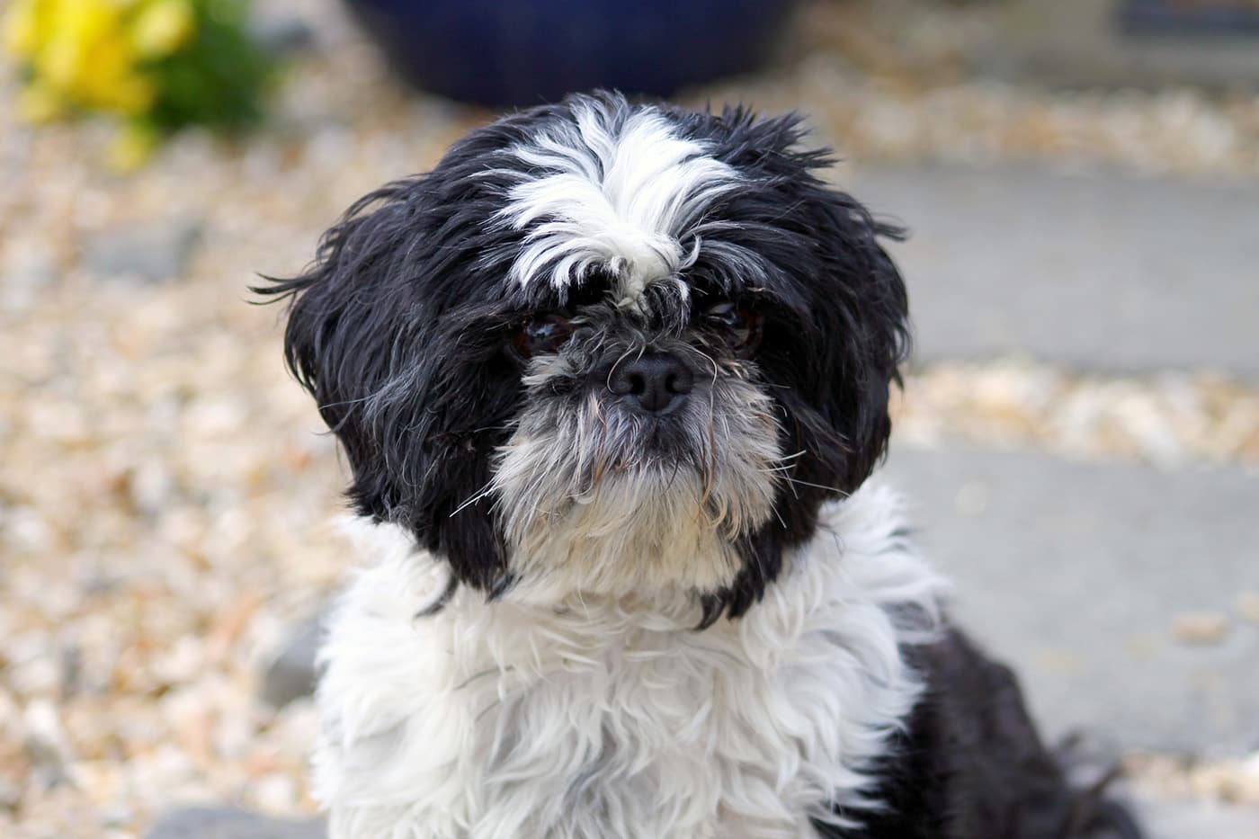 Black and white dog outside in leaves - Zoetis