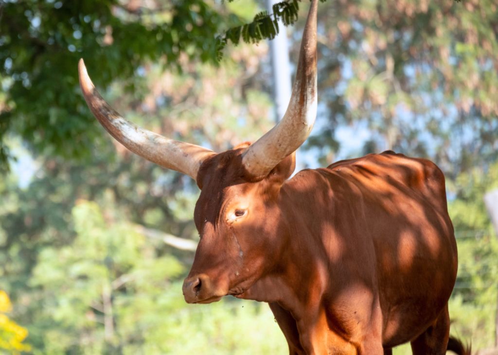 South Sudan Livestock