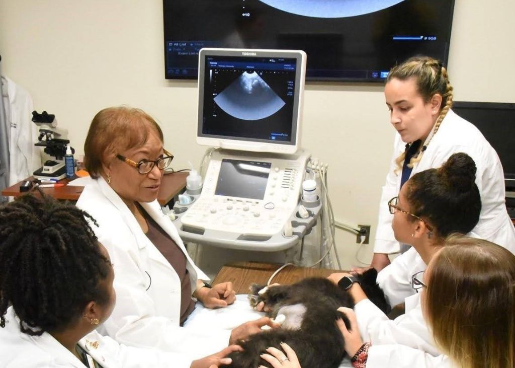 Veterinary students in clinic