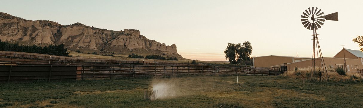 Beef cattle farm at dusk - Zoetis