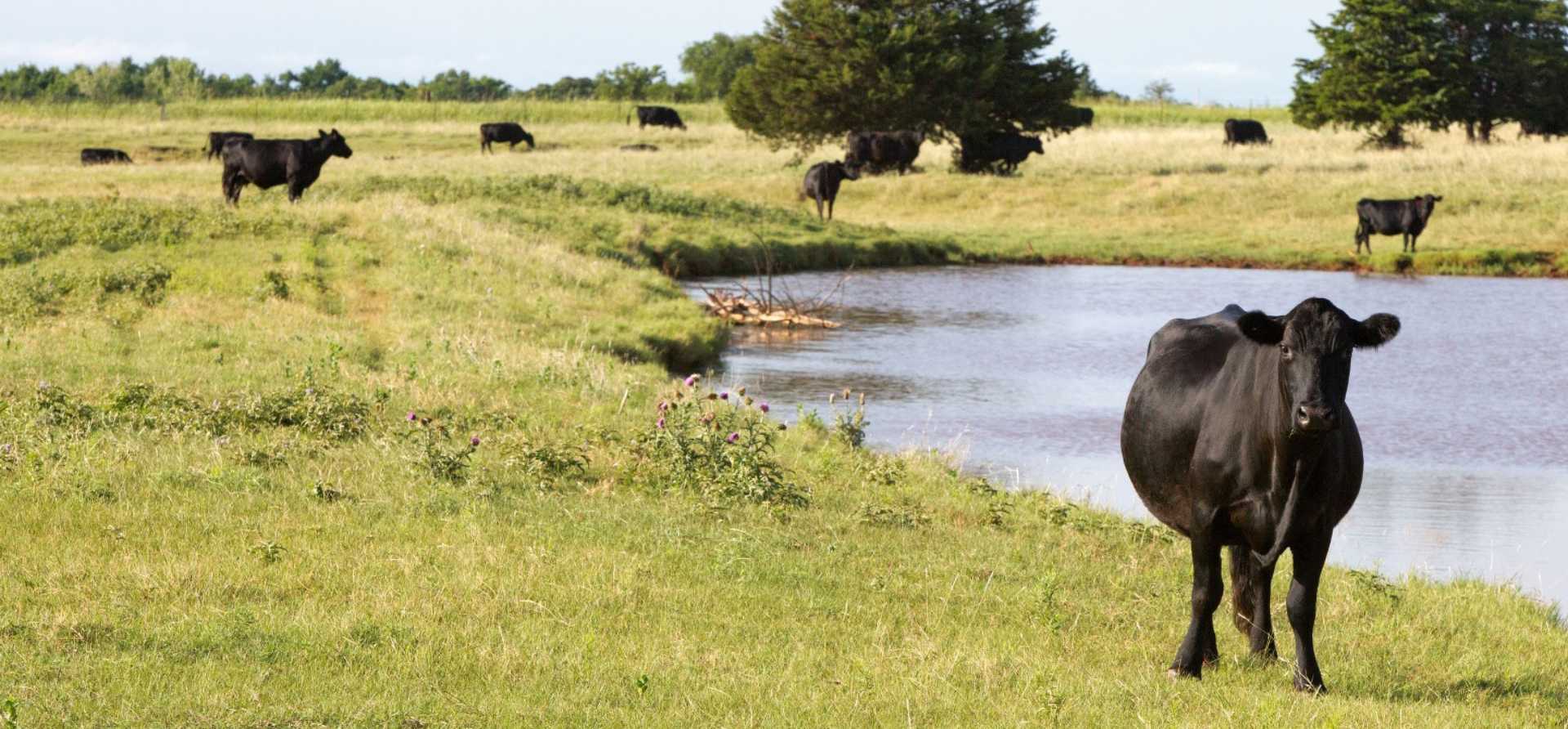 Beef cattle family 