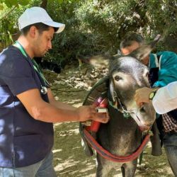 Volunteer providing aid - Zoetis