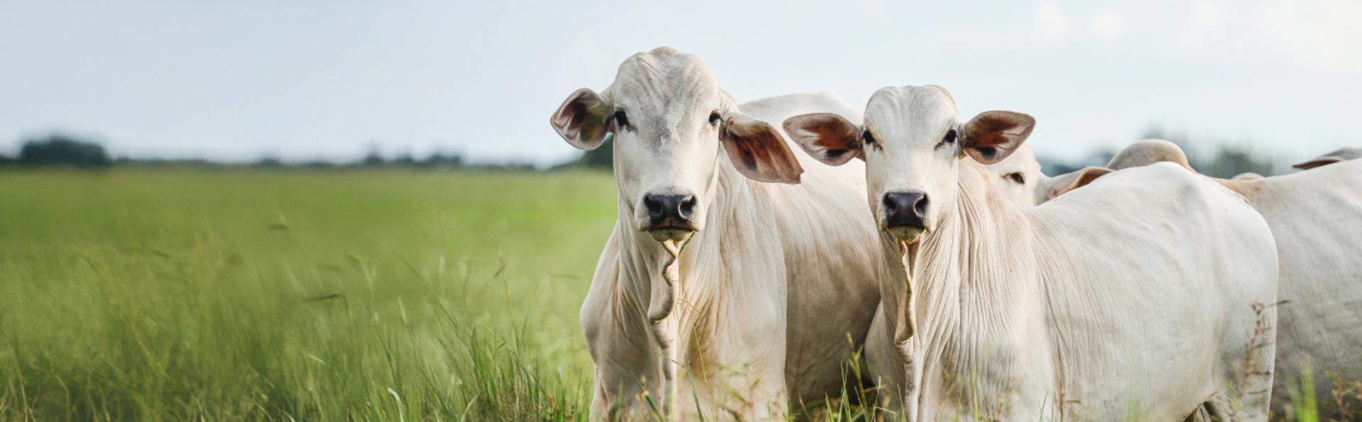 Brazilian beef cattle in field - Zoetis