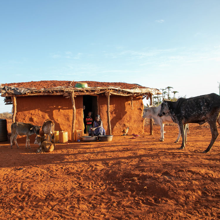 Woman and livestock in Africa