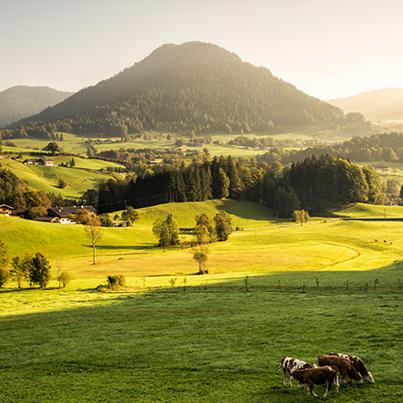 Cattle on open land - Zoetis