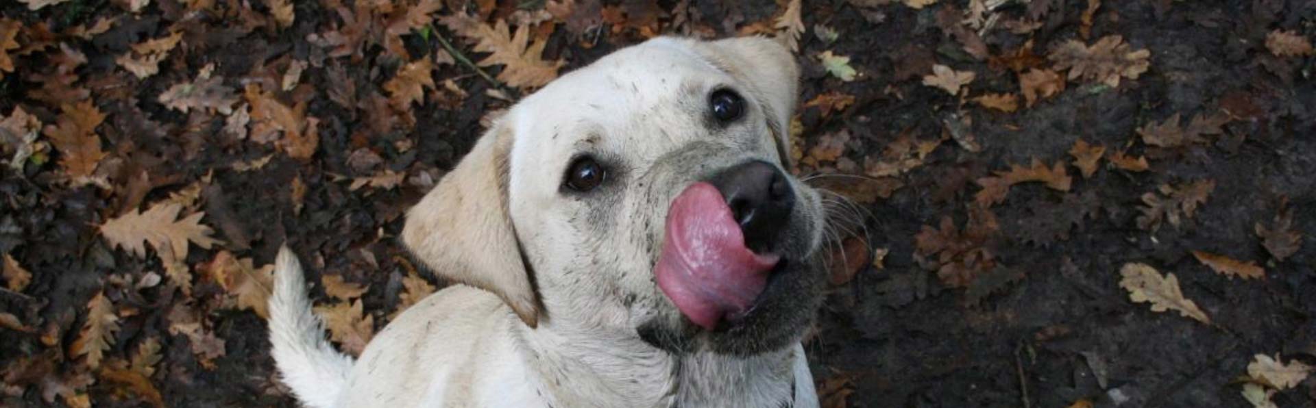 Meet Moss: The 15-year-old lab who’s living his best life despite osteoarthritis - Zoetis