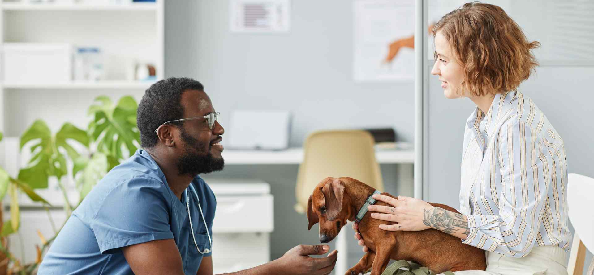 Veterinarian with dog and pet owner