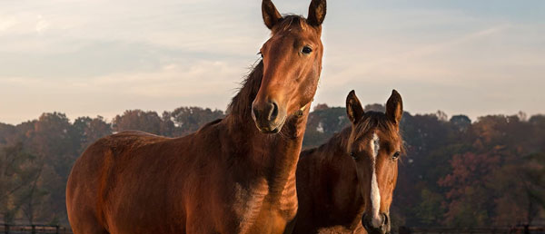 Horses in field at sunset - Zoetis